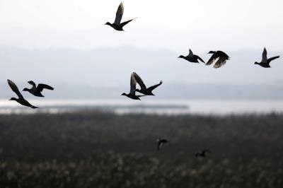 Día Mundial das Aves Migratorias